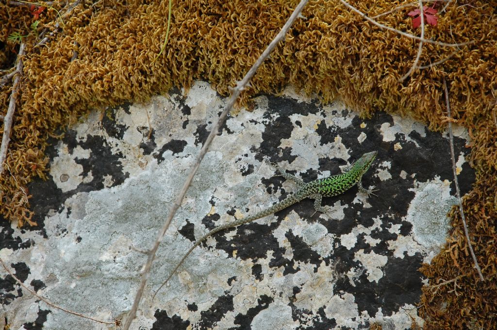 Podarcis della Valle dell''Anapo da identificare